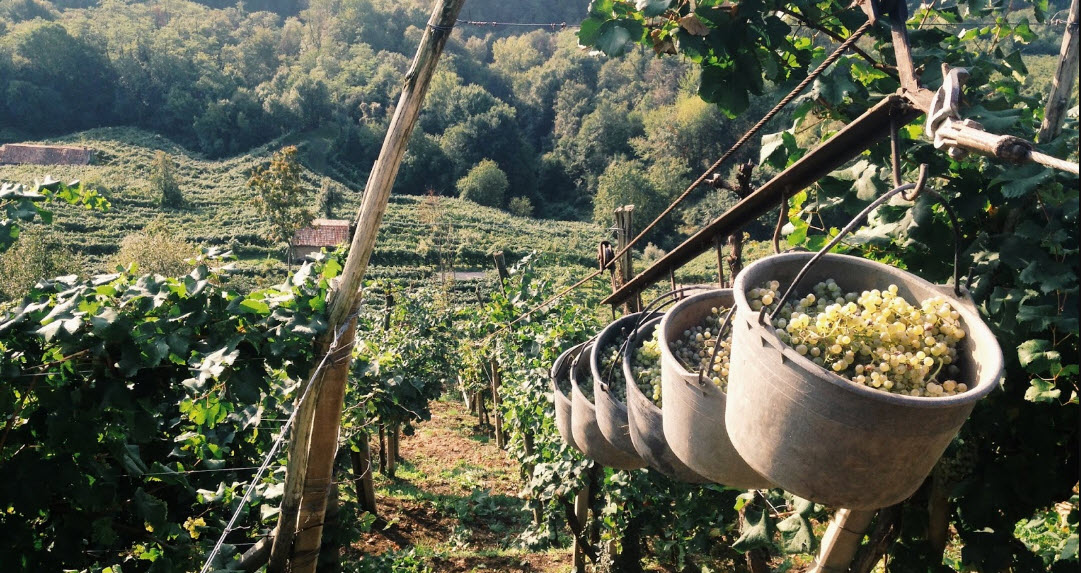 Просекко, ЮНЕСКО, игристое вино, Италия