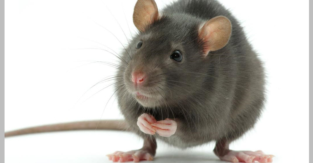  крысы, наука, геном, алкоголизм