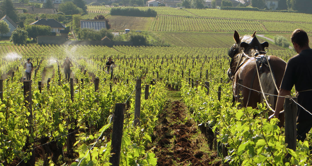  Бургундия, защищённое географическое указание, Шабли, Crémant de Bourgogne, Божоле