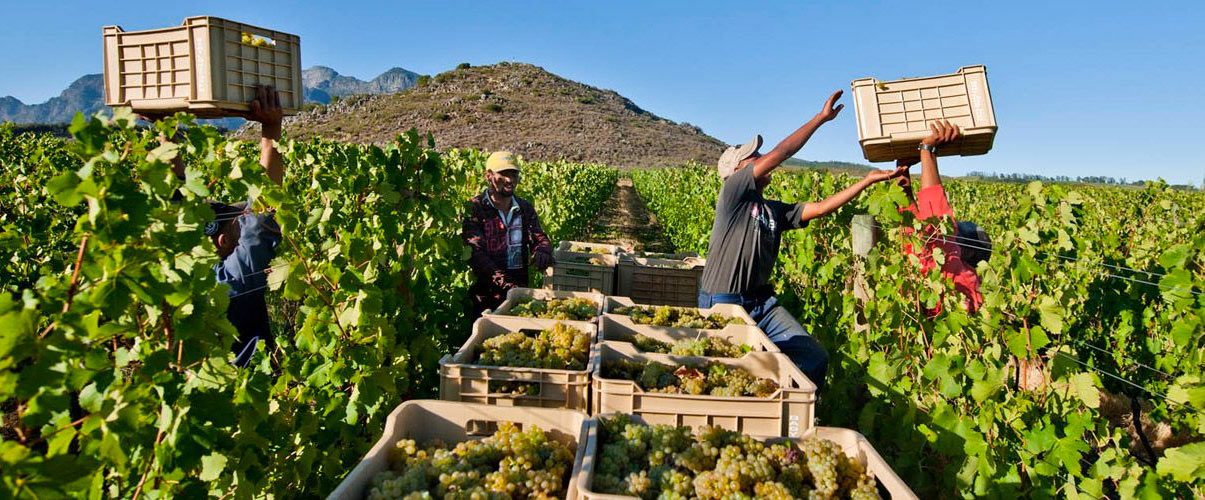  Сбор винограда в Южной Африке