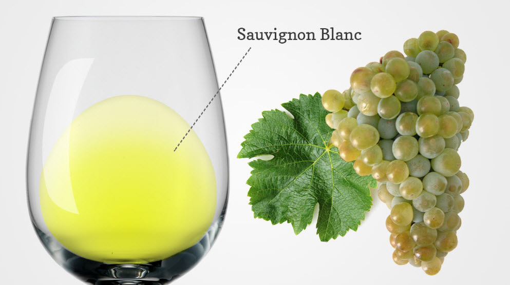  Совиньон Блан, белое вино, виноделие, мифы и факты