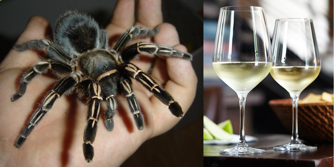  паук, скорпион, червяк, сочетание насекомых с вином, Рислинг