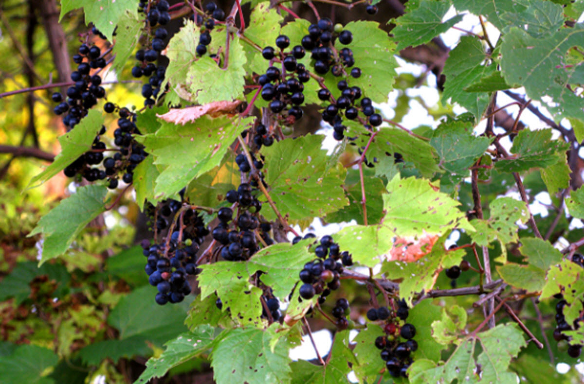  вино, виноград, сорта винограда, виноград для еды, виноград для вина, Vitis, США, селекция