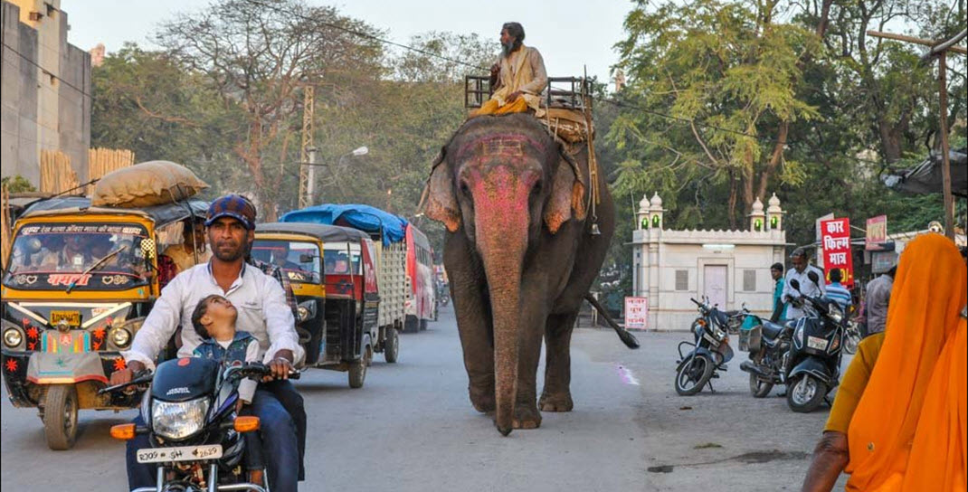  пьяное животное, алкогольные забавы, пьяный слон, Индия