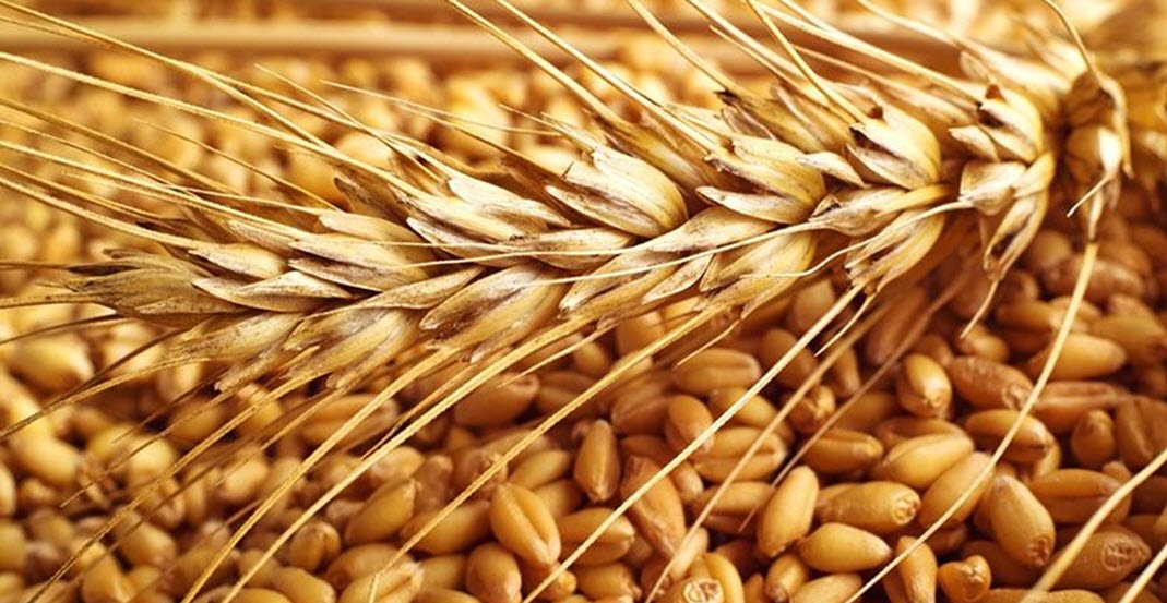  пшеница для виски, наука, альтернатива ГМО