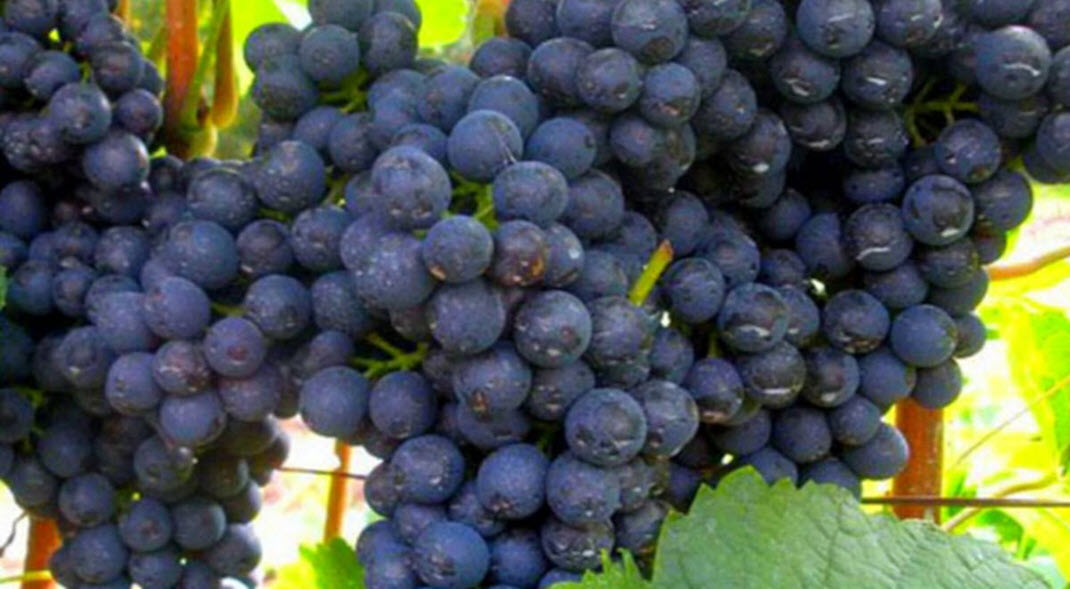  вино, отходы виноделия, польза красного вина, полифенолы, антиоксиданты