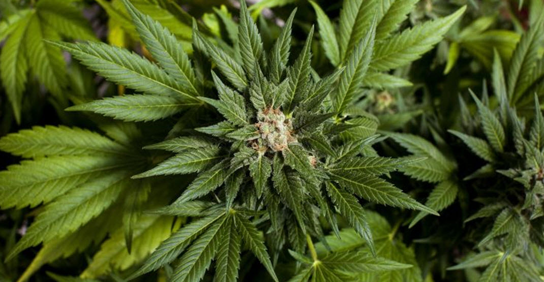  марихуана, легализация марихуаны, США, рекреационная марихуана