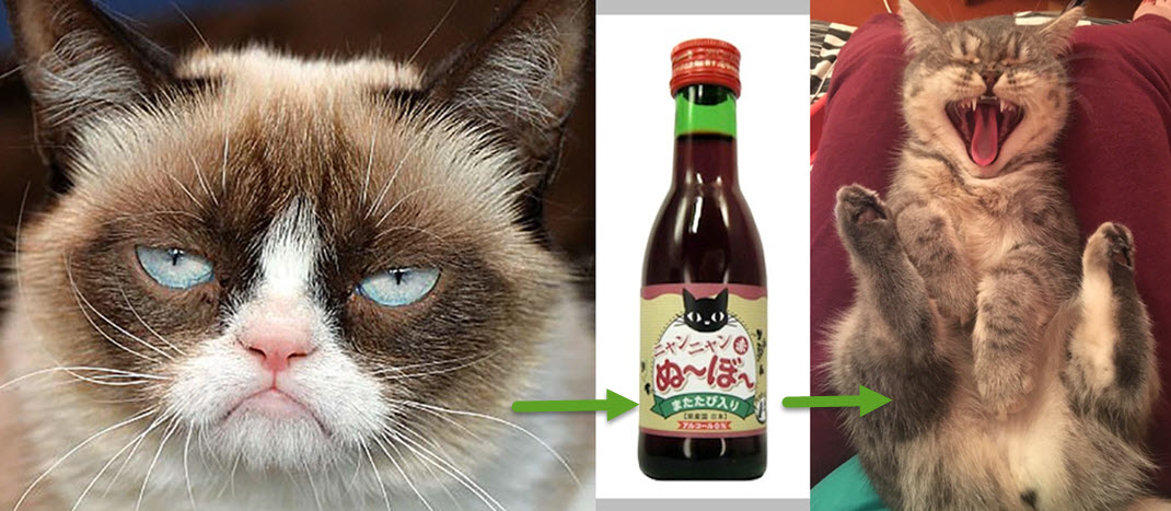  день кошек, день собак, вино для кошек, пиво для собак, алкогольное отравление животных