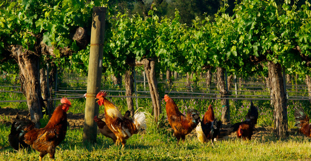  органическое вино, французское органическое вино, калифорнийское органическое вино