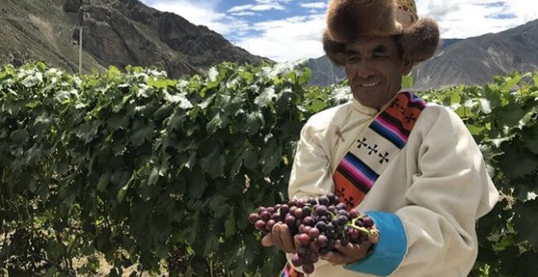  Китай, Тибет, виноградник, Мускат