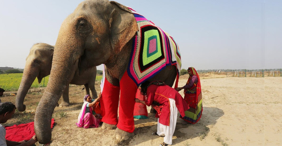  пьяное животное, алкогольные забавы, пьяный слон, Индия