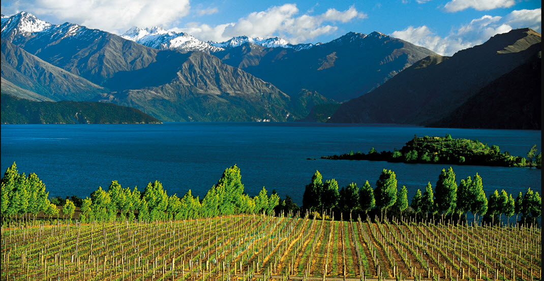  Новая Зеландия, вино, Шардонне, Пино Нуар