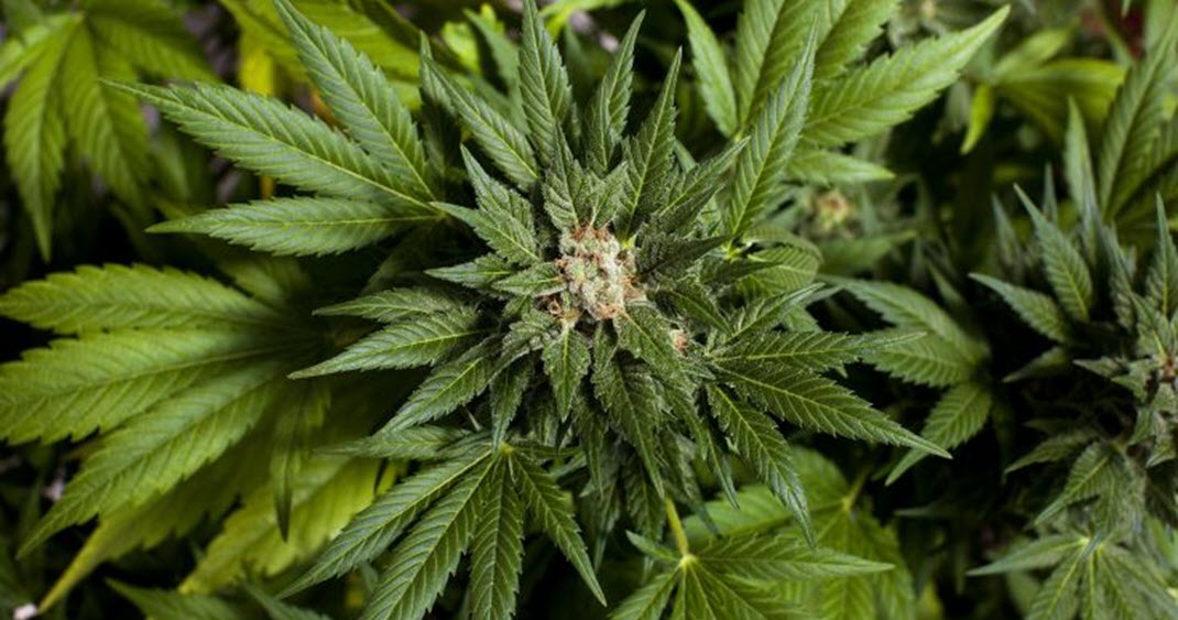  конопля, легализация марихуаны, Калифорния, долина Напа