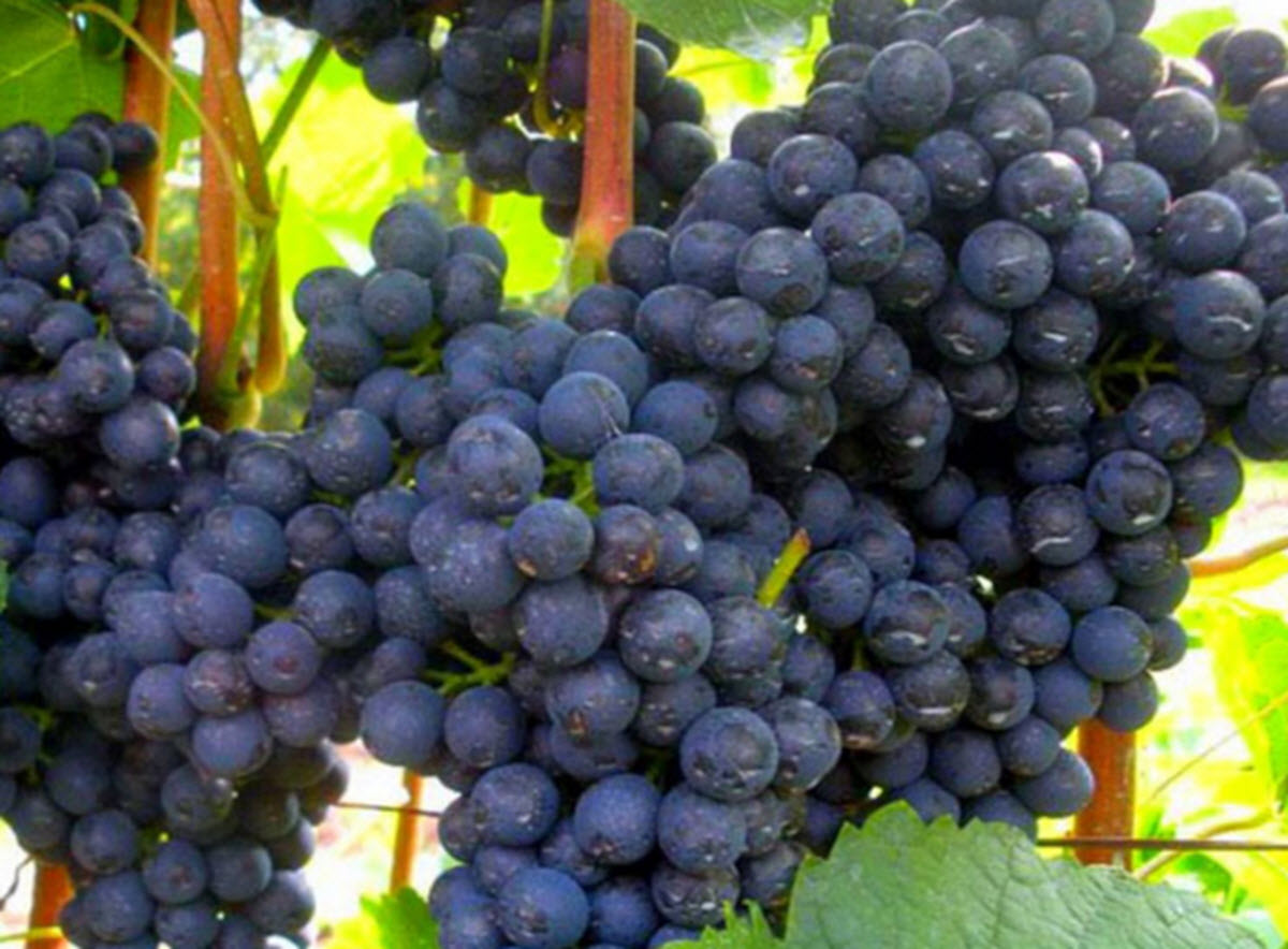  вино, виноград, красное вино, антиоксиданты, полифенолы, таннины, ресвератрол, антоцианины, флавоноиды, виноград для еды, виноград для вина, дикий виноград
