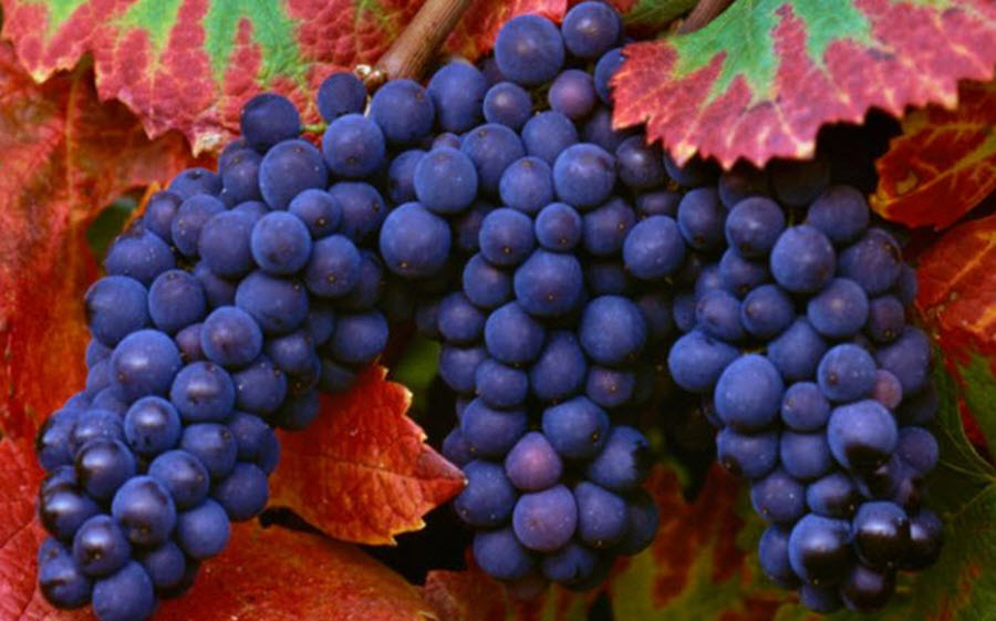  виноград для вина, виноград для еды, таннины, Vitis Labrusca, Vitis Rotundifolia, Vitis Vinifera, ферментация винограда, сахаристость винограда 