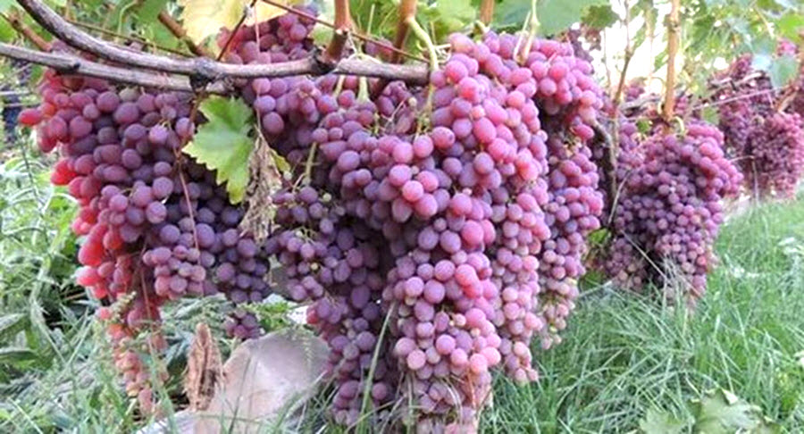  виноград для вина, виноград для еды, таннины, Vitis Labrusca, Vitis Rotundifolia, Vitis Vinifera, ферментация винограда, сахаристость винограда 
