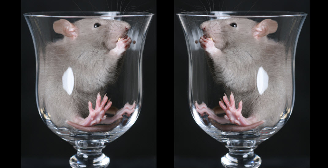  крысы, наука, исследование, мозг плода и алкоголь, развитие мозга