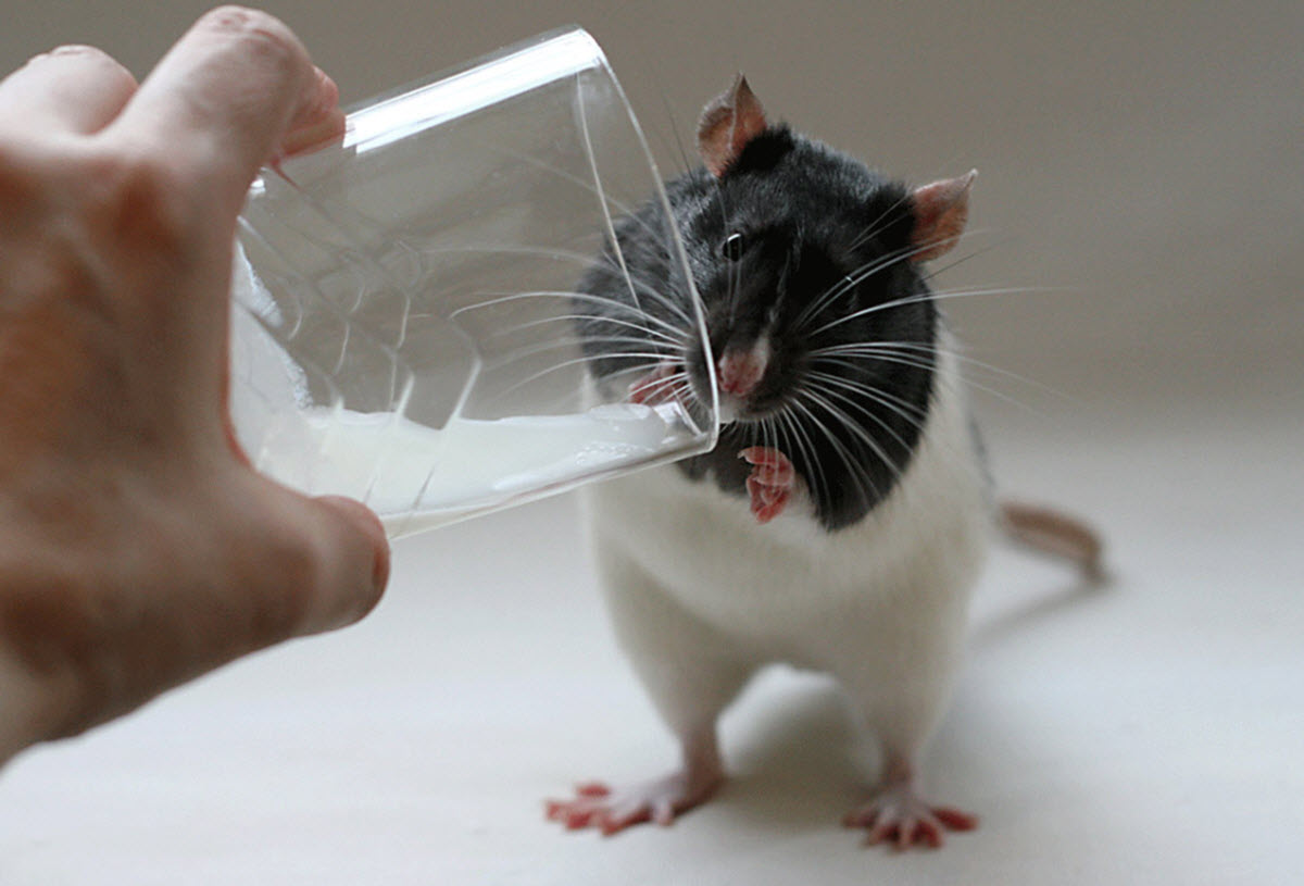 Мышь в воде. Забавные крысы. Мышь пьет. Молоко мышей. Мышь пьет молоко.