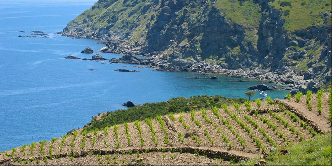  вино, сочетание с едой, виноделие, морепродукты, морское побережье.