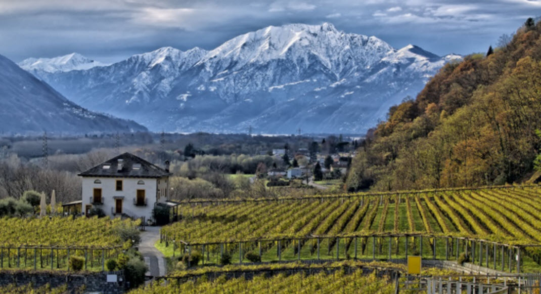  швейцарские вина, Шассла, Пино Нуар, автохтонные швейцарские сорта