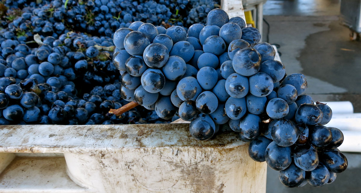 Сира сорт. Виноград Шираз (Сира). Shiraz сорт винограда. Виноград Syrah (Сира). Сорт Шираз.