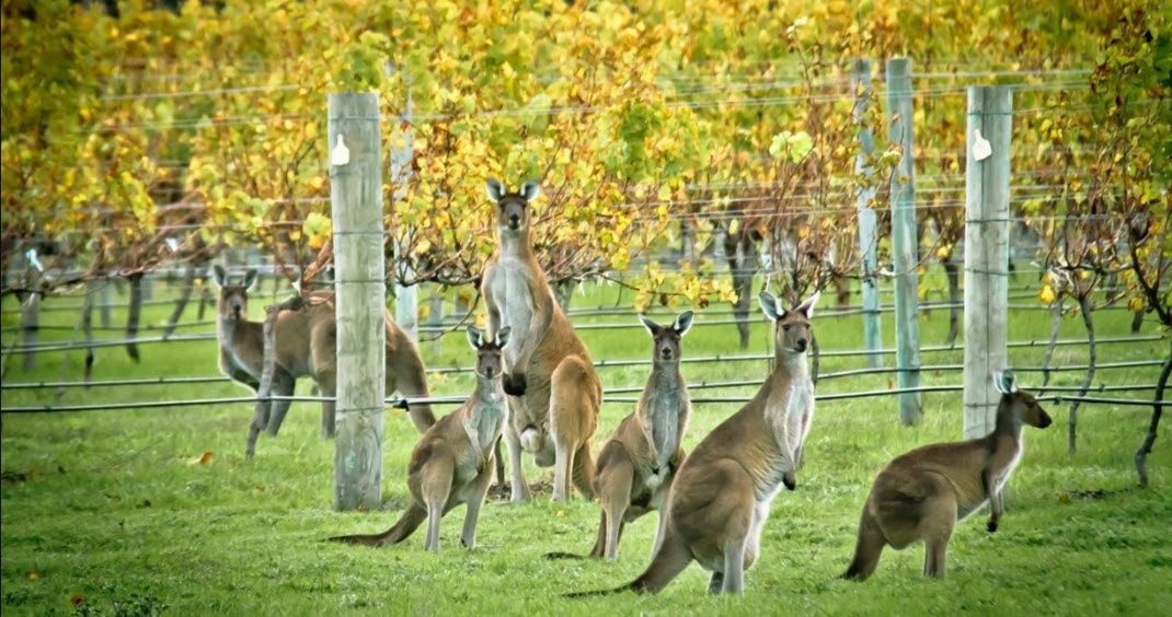  кенгуру, вина Австралии, винтажное вино, засуха, отстрел кенгуру