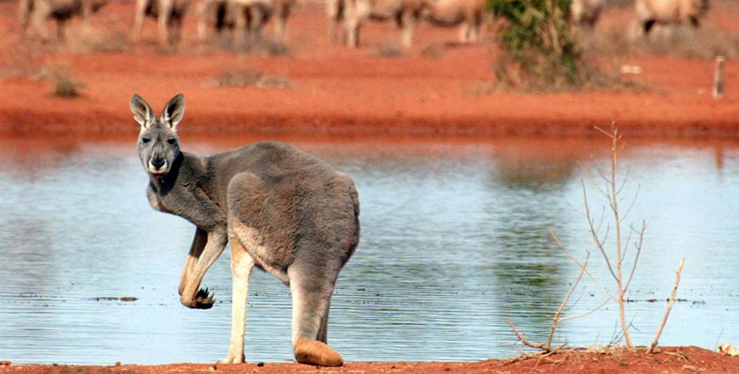  кенгуру, вина Австралии, винтажное вино, засуха, отстрел кенгуру